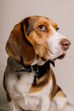 Vertical color portrait of a curious Beagle dog with its head turned to the left while looking upward toward the camera, highlighting its large floppy ear.
