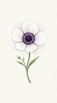Beautiful white anemone flower illustration with dark center and green stem
