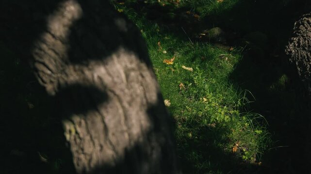 Moss-covered spring water with a thick tree trunk illuminated by strong sunlight