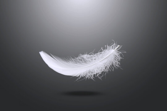 Soft white bird feathers falling in the dark. fluffy downy. feathers on gray. symbol of freedom and peace. softness of feathers  in heavenly.	
