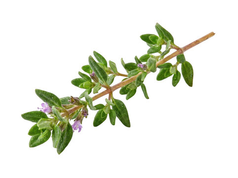Fresh green thyme branch with small purple flowers and elongated leaves on a white background.