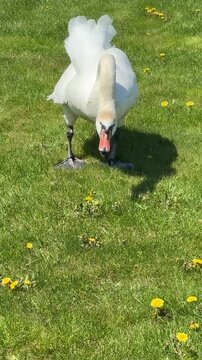 Swan nibbles grass, vertical video.