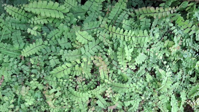 Adiantum caudatum, maidenhair fern at a rock