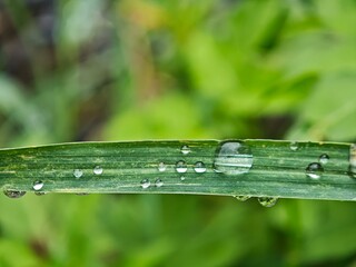 Water Droplets on Grass Blade Macro Nature © MuhamamdUsman