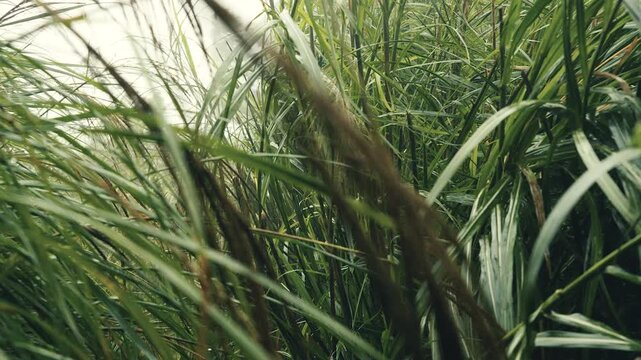 Handheld slow motion push through towering silvergrass thicket amid heavy wind