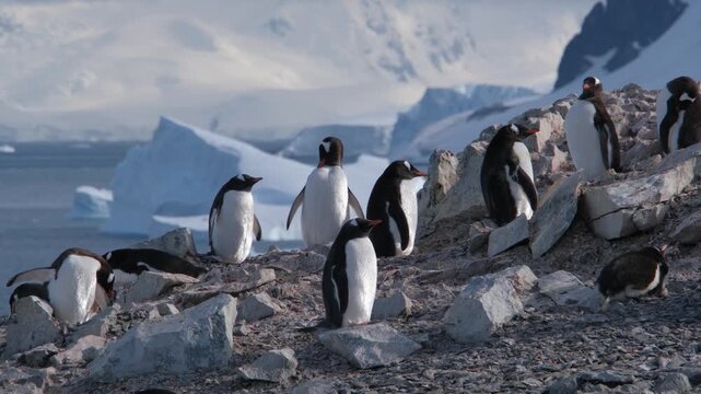 Natural landscape of Gentoo penguins walking on Danco island in Antarctica