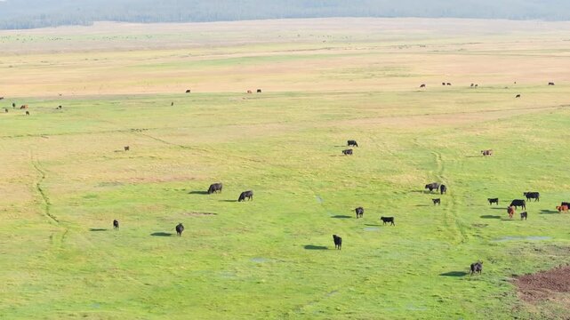 Bulls and cows graze freely in sunlit meadow under clear sky
