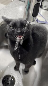 Funny black cat squinting and making a silly face while drinking tap water directly from a kitchen faucet in a sink