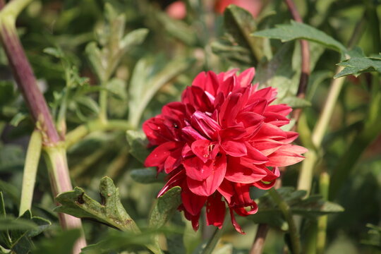 Beautiful Dahlia flower bud making scenary, best for wallpapers and displays