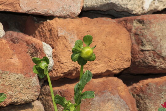 Beautiful Dahlia flower bud making scenary, best for wallpapers and displays