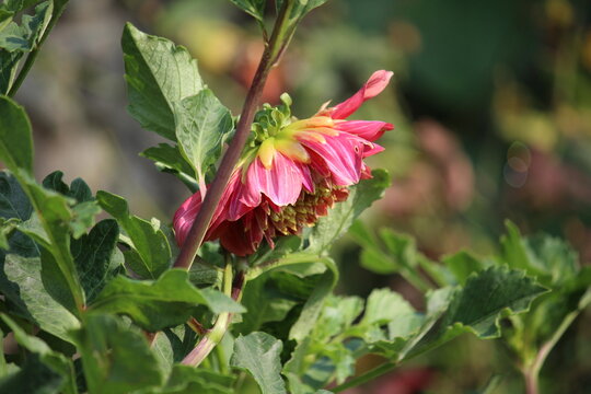 Beautiful Dahlia flower bud making scenary, best for wallpapers and displays