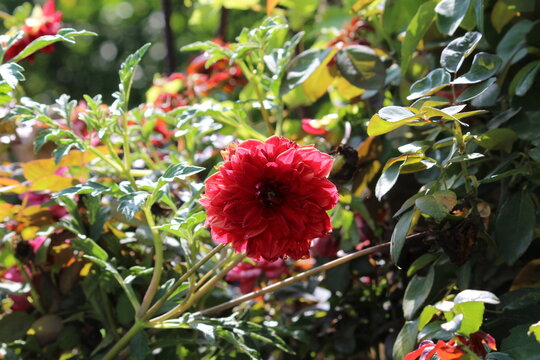 Beautiful Dahlia flower bud making scenary, best for wallpapers and displays