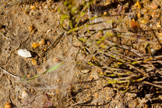 Fluffy thistle seeds scattered on dry cracked ground, delicate white pappus floating near withered stalks, soft sunlight illuminating wild autumn vegetation in a natural textured desert landscape