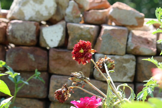 Beautiful Dahlia flower bud making scenary, best for wallpapers and displays