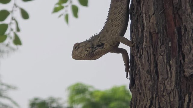 Oriental garden lizard climbing on tree trunk, tropical calotes versicolor reptile in nature, wild lizard on brown bark