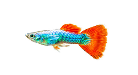 Fototapeta premium Colorful Fish with Bright Orange Tail Swimming in Dark Water
