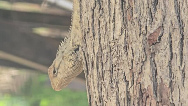 Oriental garden lizard climbing tree trunk, wild calotes versicolor reptile in nature, camouflaged lizard on brown bark, tropical wildlife