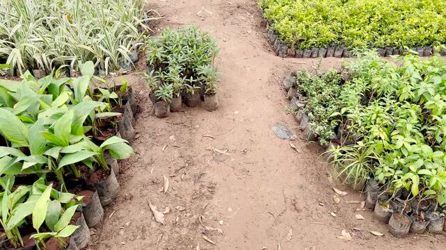 Walking down dirt path in plant nursery