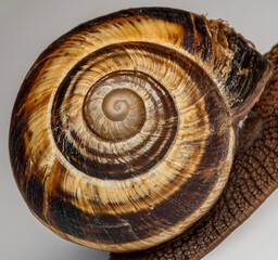 Extreme close-up of a spiral snail shell. Detailed macro shot showing the brown and golden texture, patterns, and growth rings on the mollusk shell against a light background. © yevgeniysh