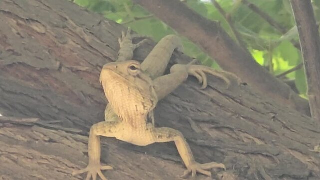 Oriental garden lizard climbing tree bark, wild calotes versicolor reptile in nature, tropical lizard on wooden branch