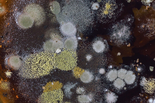close-up texture shot of colorful fungal mold colonies spreading over a dark decomposing surface.