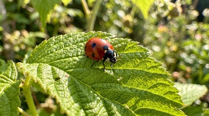 Fototapeta premium A ladybug is on a leaf