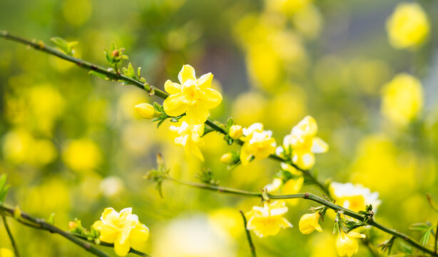  オウバイモドキの花　春イメージ
