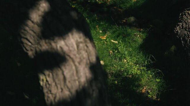 Moss-covered spring water with a thick tree trunk illuminated by strong sunlight