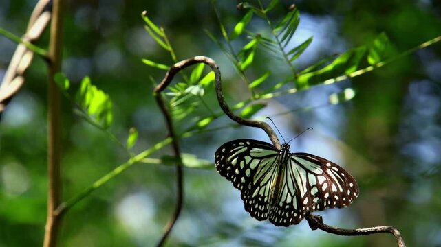 Closeup wildlife video shows a Glassy Tiger butterfly, Parantica aglea, gently flapping its wings while perched on a tree branch in its natural forest habitat.