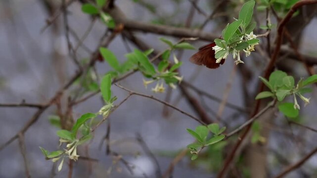 Authentic closeup slow motion video of a Branded Orange Awlet (Burara oedipodea) butterfly feeding on nectar while naturally pollinating blooming Autumn Olive (Elaeagnus umbellata) flowers.