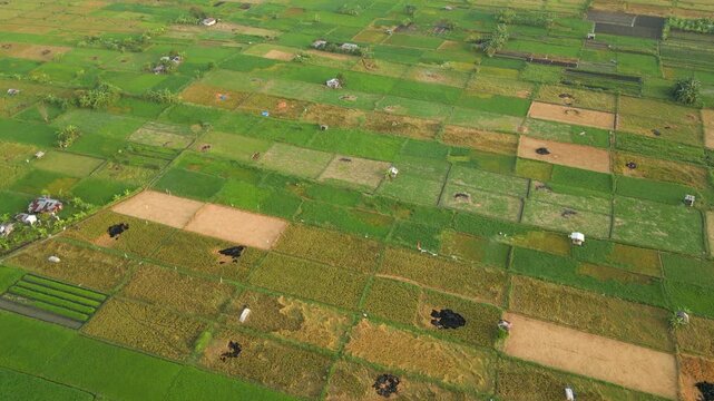 Local Agricultural Fields Crop Production Bali Indonesia Drone Overhead Shot 4K 60FPS