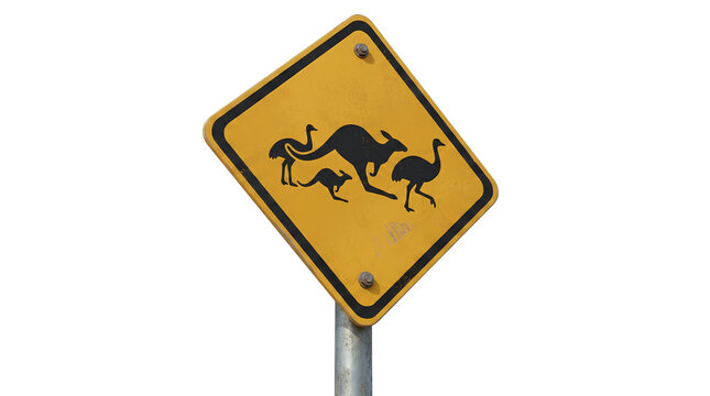 A yellow warning sign featuring a black kangaroo family, placed on the road, indicates a wildlife crossing area. It is a traffic safety symbol set against a clean white background.