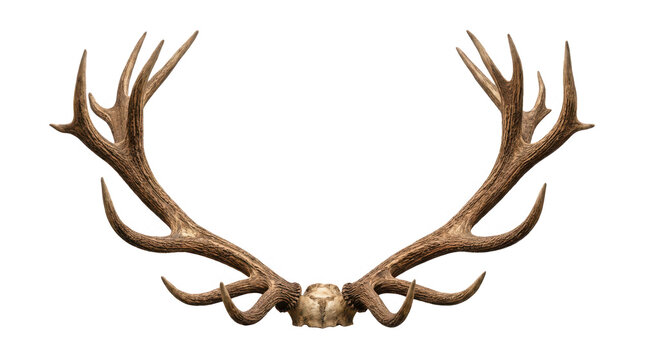 Large deer antlers with skull base isolated on transparent background