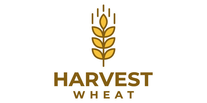 Golden wheat stalk logo design with harvest text for agricultural branding and organic farm product packaging labels style.
