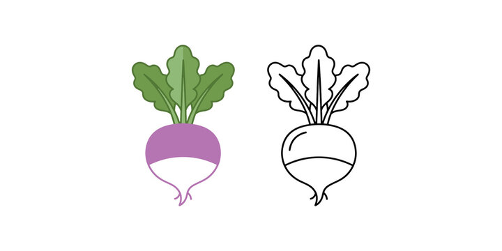 Colorful beet root with leaves and outline drawing for healthy organic food and gardening illustration.