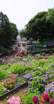 形原温泉あじさいの里　パン映像