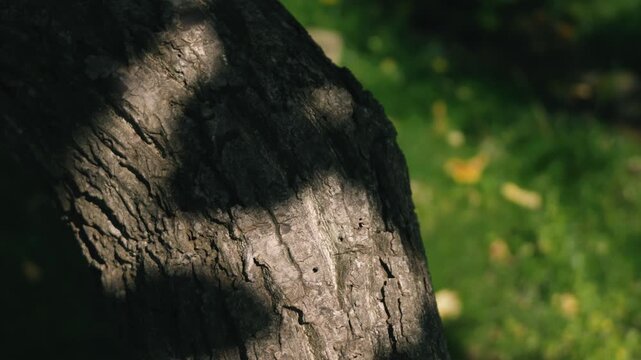 Moss-covered spring water with a thick tree trunk illuminated by strong sunlight