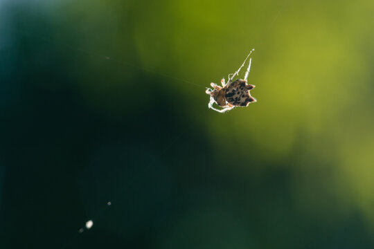 Spiny orb weaver spider hanging on delicate web
