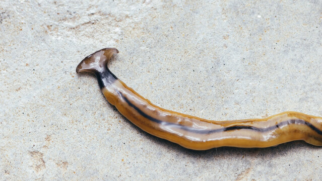 Hammerhead worm crawling on concrete surface