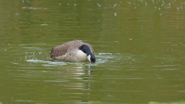 Eine Kanadagans (Branta canadensis), schwimmt in einem Gew&auml;sser, Kanadagans, 