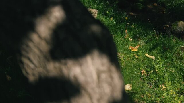 Moss-covered spring water with a thick tree trunk illuminated by strong sunlight