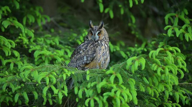 Waldohreule (Asio otus), sitzt im Fichten Wald auf einem Ast