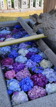 香川県にある粟井神社のあじさい浮かぶ手水舎