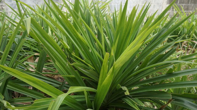 close up of pandan leaves