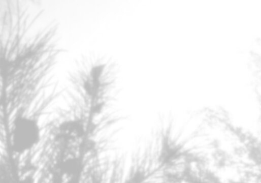 Natural light casts shadows from the field grass on a white background. Mockup