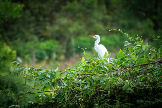 Beautiful white Bubulcus ibis or cattle egret in its natural habitat