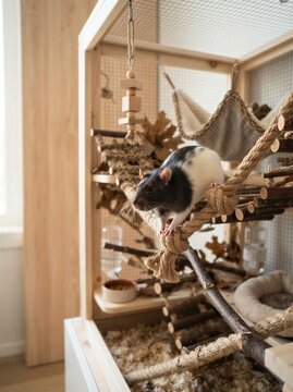 A Charming Pet Rat Exploring Its Playful Environment In A Cozy Indoor Habitat