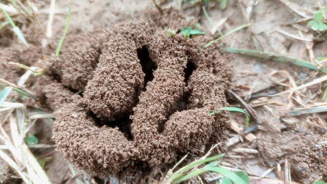 Macro View Of A Natural Brown Dirt Ant Hill Structure