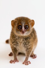 Naklejka premium Tiny Lemur Portrait: A captivating close-up of a miniature lemur with enormous, soulful eyes and delicate paws, showcasing its unique charm and curious nature.