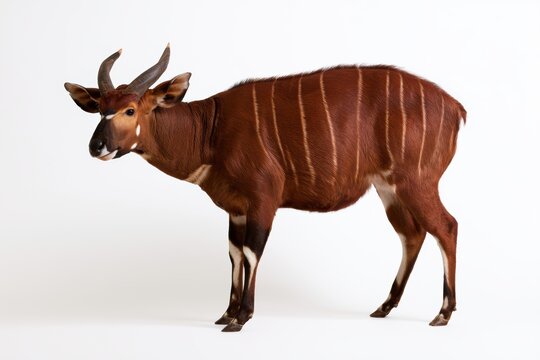 Bongo Antelope: A majestic Bongo antelope with striking reddish-brown coat and white vertical stripes stands gracefully. Its impressive spiraled horns and alert ears suggest a wild and untamed spirit.
